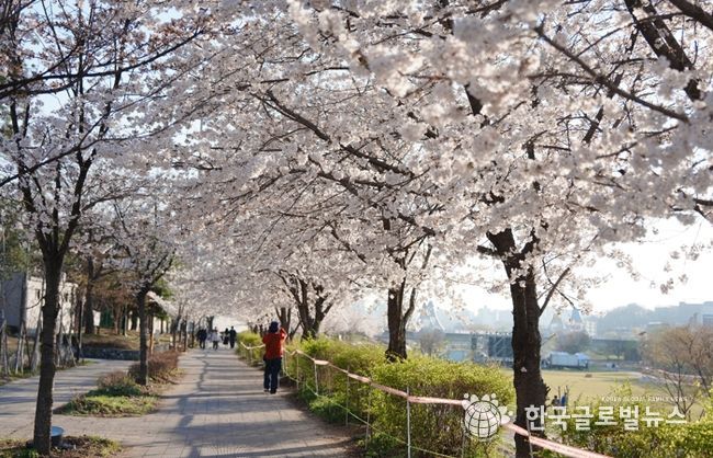 오산천 벚꽃축제 성료…봄밤 수놓은 빛과 공연